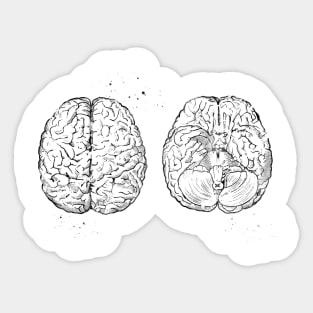 Human brain scheme Sticker